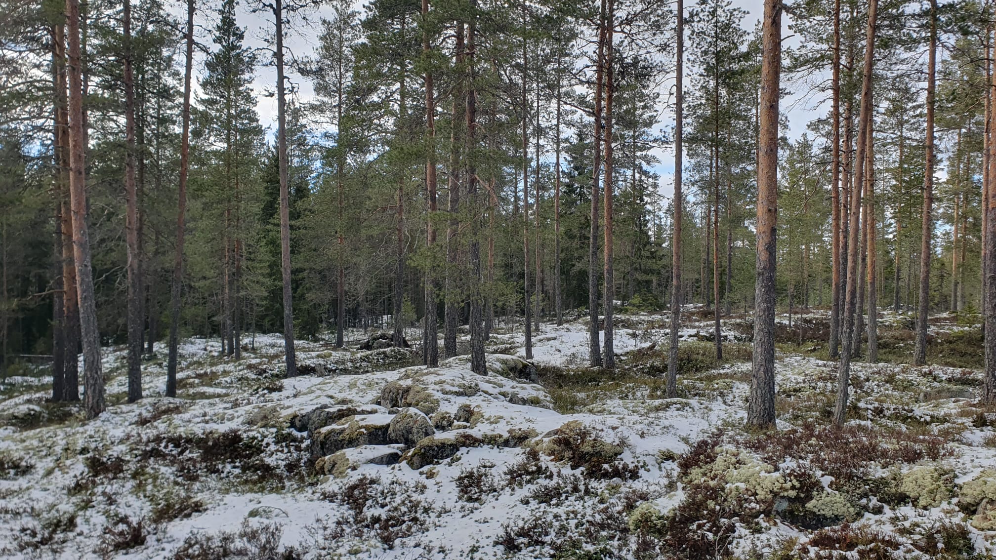 Ajankohtaista – FinnSpring 2024